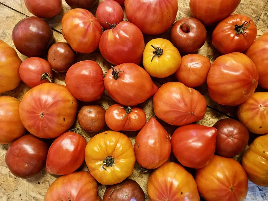 Tomates anciennes cultivées sur la micro-ferme